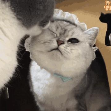 猫：这辈子亲过最狠的嘴…都看见嗓子眼儿了