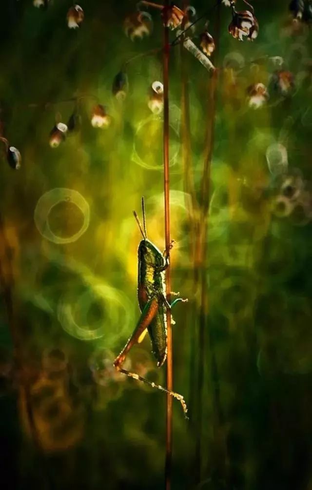 绝美花朵摄影佳作,波兰花朵摄影作品欣赏