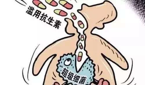 猫咪原发性膀胱炎需要用抗生素吗,关于猫特发性膀胱炎