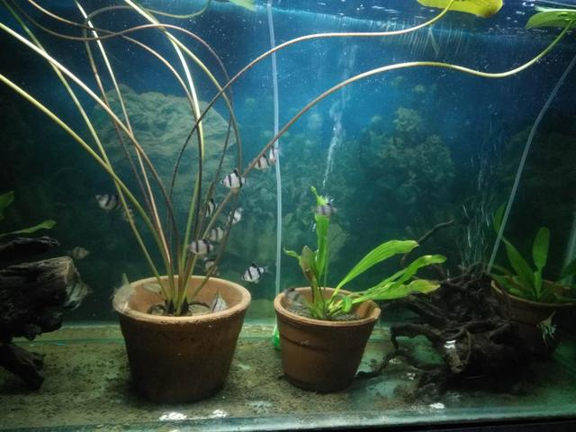 燕鱼和鹦鹉鱼混养行吗,燕鱼和虎皮