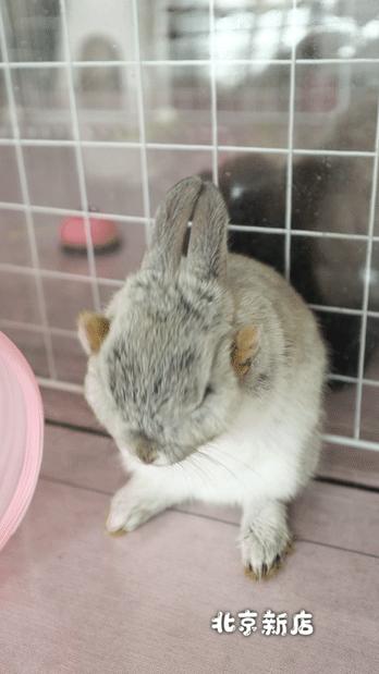 北京有没有撸猫的地方,福州撸兔兔的店