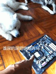 哈士奇和萨摩耶融合起来的样子,哈士奇和萨摩耶的幸福日常