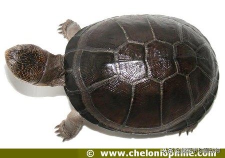 落枕病患者——萌萌的侧颈龟