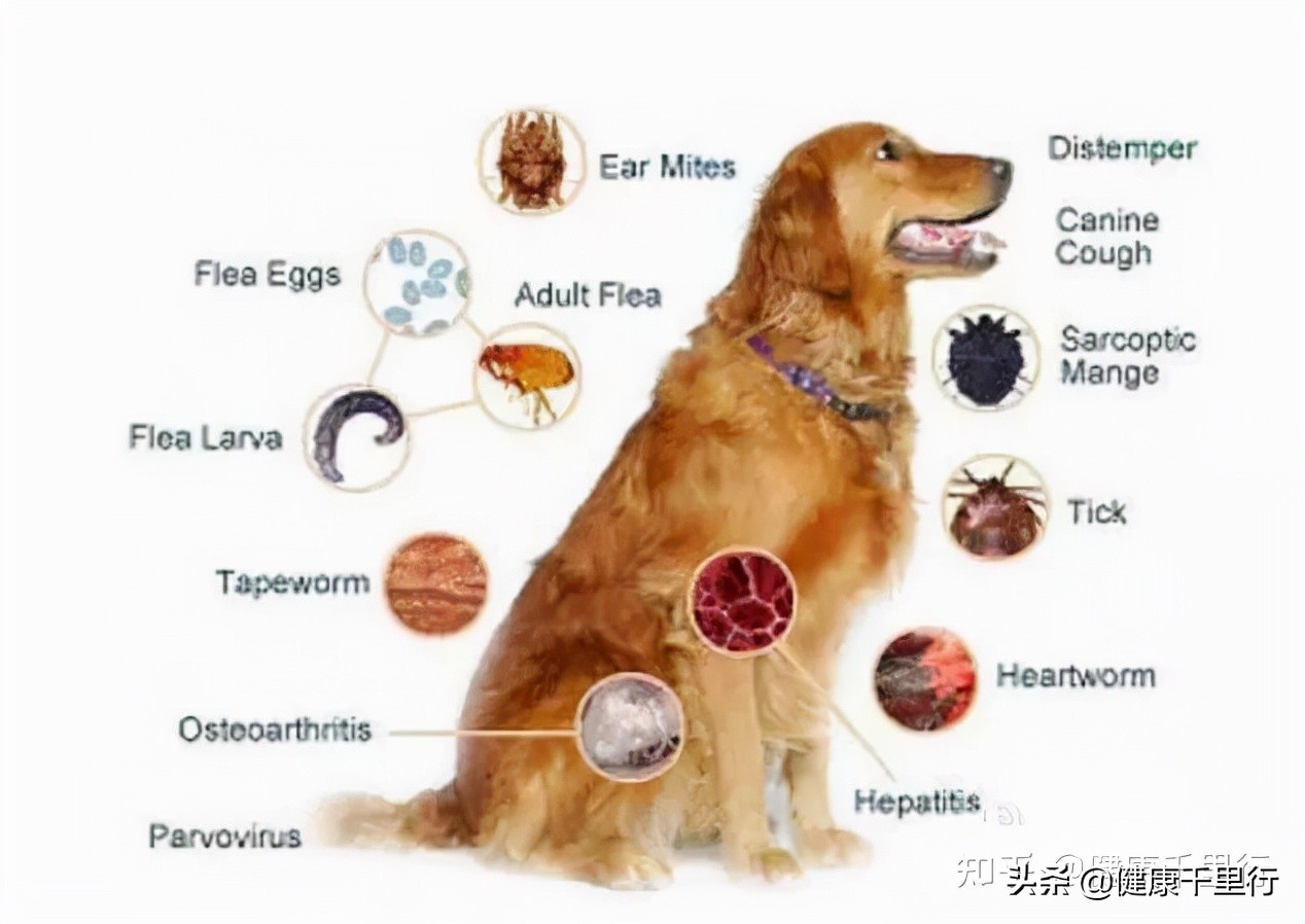 宠物生病有病菌怎么消毒好得快些,宠物医院常用的消毒方法