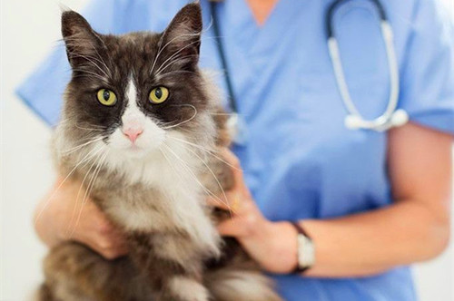 奇妙猫咪物语70天,猫咪奇妙物语