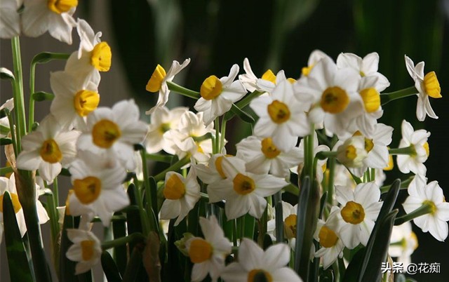 水仙花种植技巧水培,水仙花出现徒长倒下来如何处理