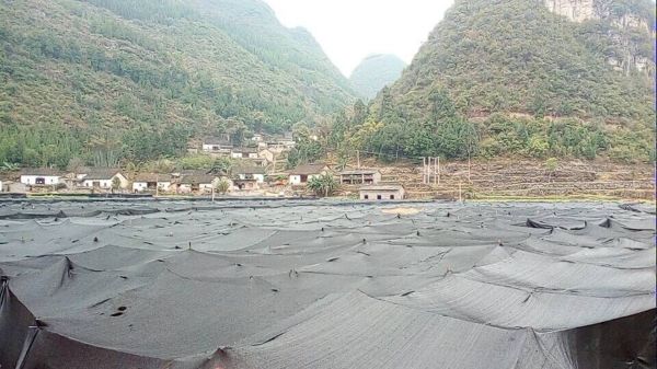 羊肚菌种植栽培技术视频教程（完整版）