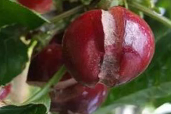 樱桃坐果太多怎么办,樱桃坐果前期注意事项