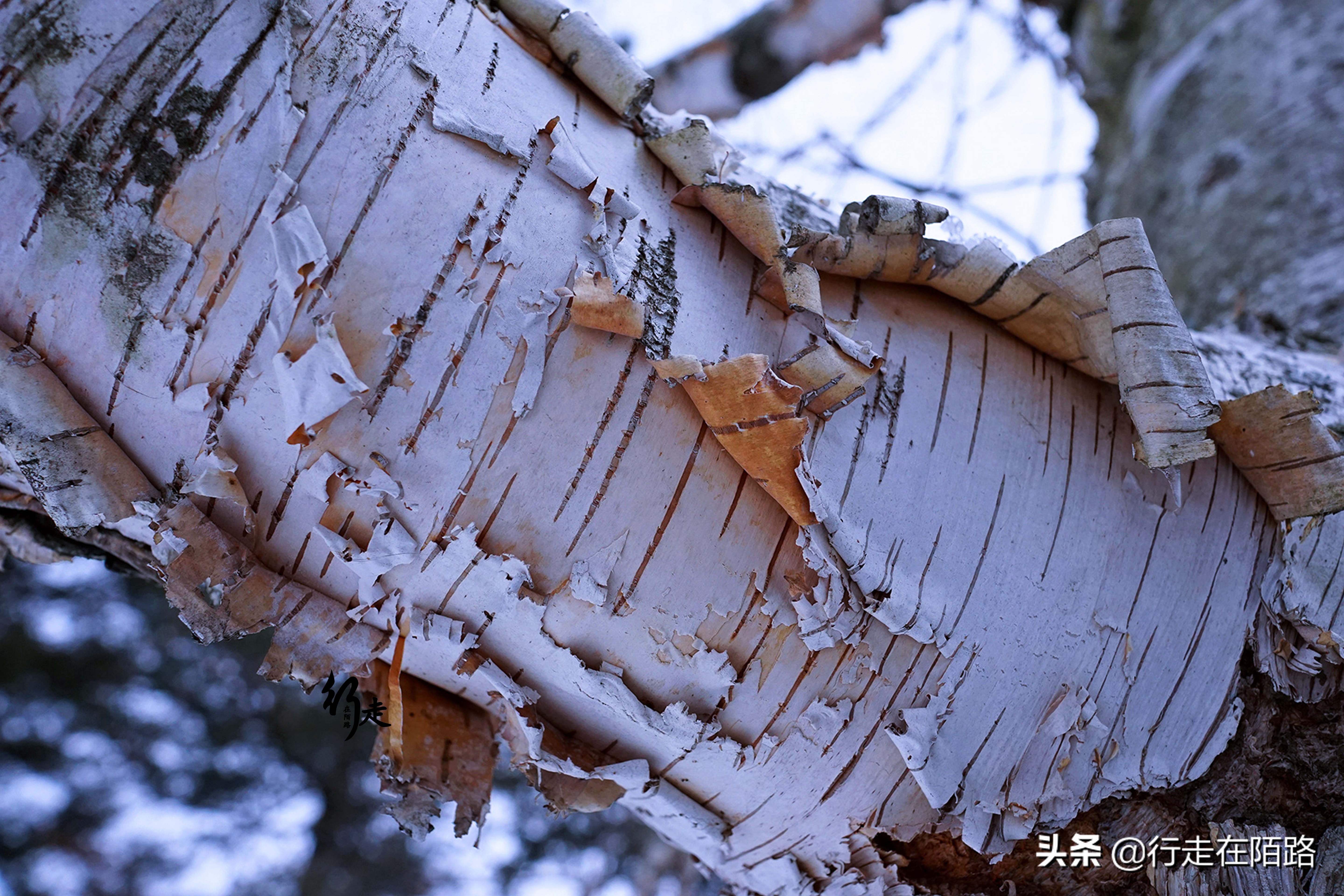 最有钱国家：人均可分得130万养老金，不住高楼酷爱草皮屋
