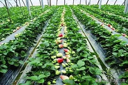 获得创业好点子的八大窍门,五个草根创业点子