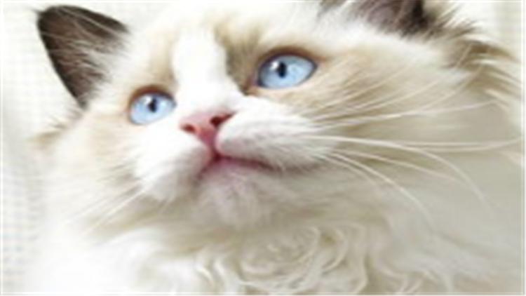 别被骗了！布偶猫多少钱？先看看“色块”