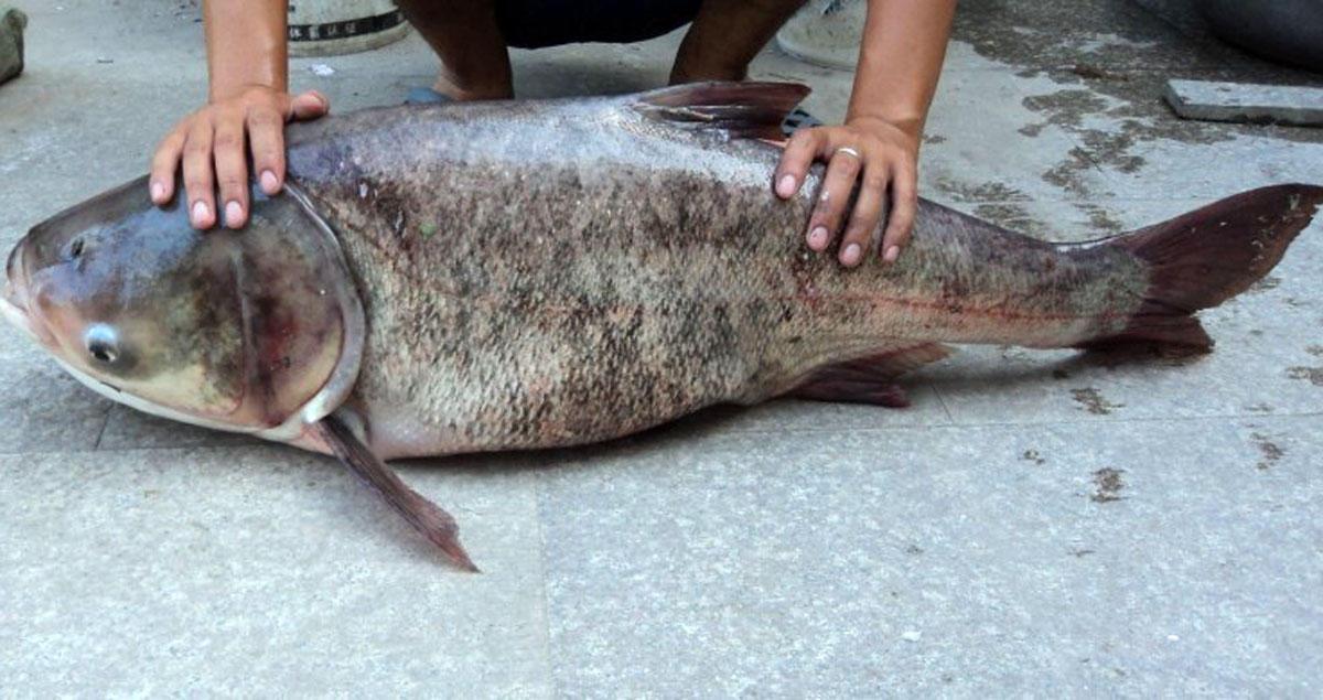 今日鮰鱼鱼价,今日鱼价花白鲢
