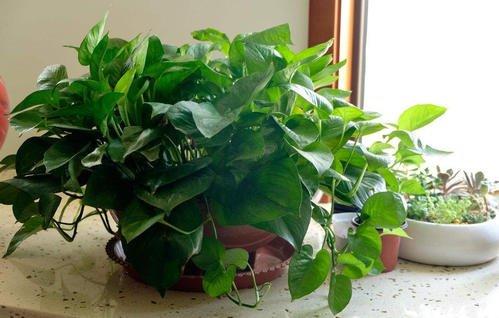 绿萝养殖营养液,绿萝的养殖方法和注意事项大全