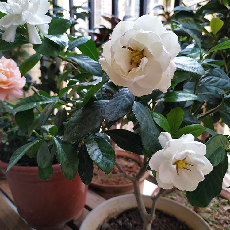 栀子花买回来黄叶不开花,栀子花总有黄叶叶子不油亮怎么办