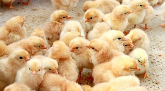 雏鸡粪便观察疾病,雏鸡拉绿色粪便是什么疾病引起的