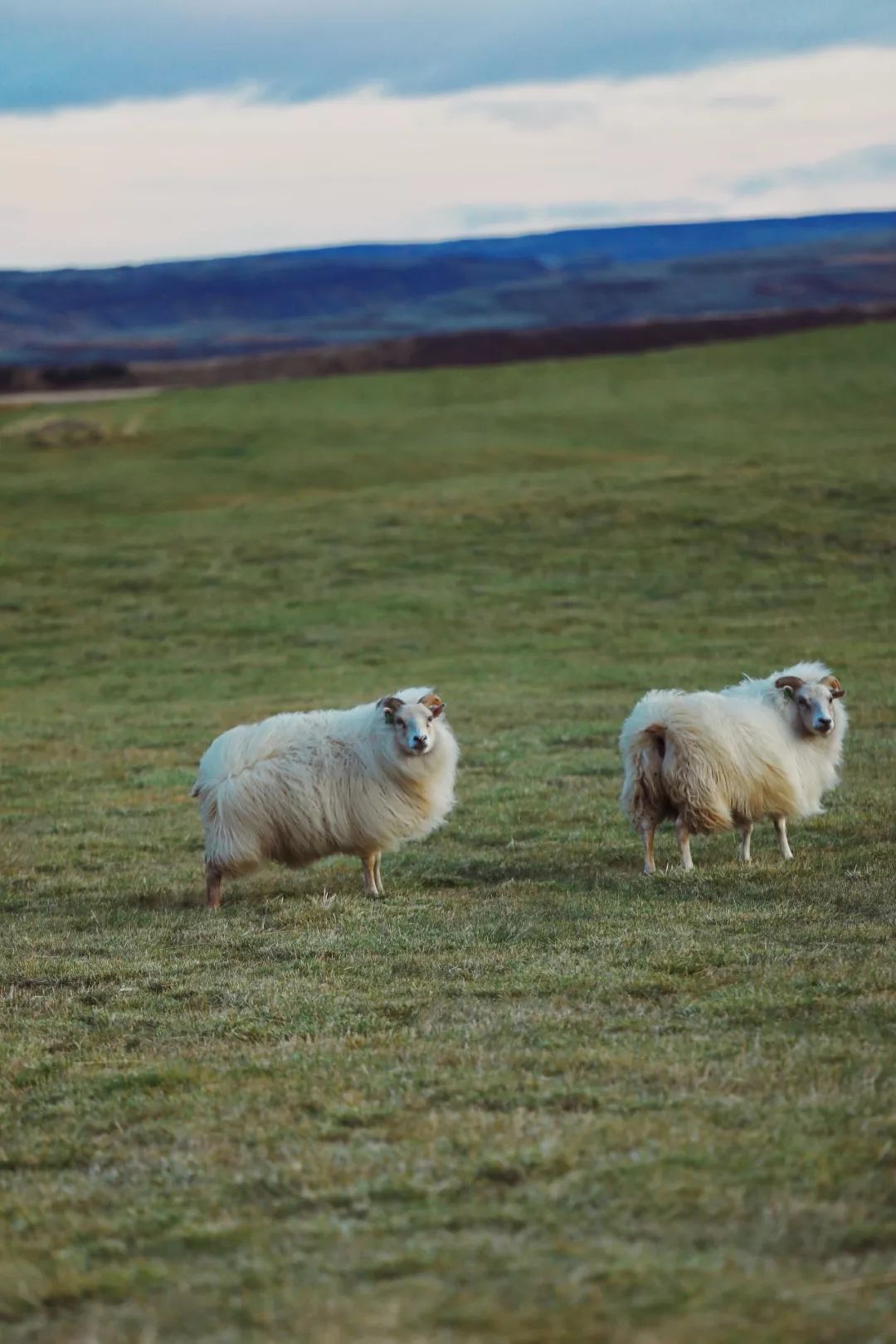 冰岛自驾追寻刺激与极光之旅,冰岛之旅突生波折