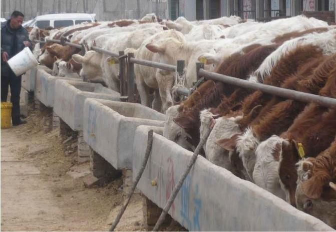 找中介买牛,买牛一定要找中介吗