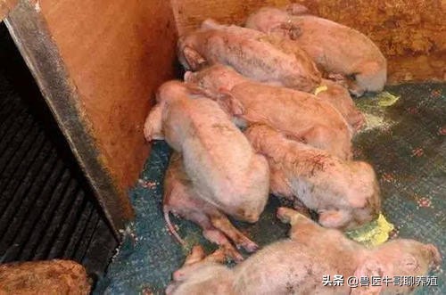 五六十斤猪腹泻最佳治疗方法,猪群腹泻吃什么药最好