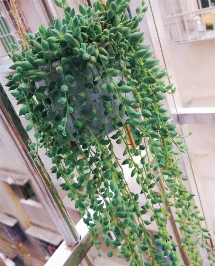 具有观赏性的吊兰多肉,吊兰多肉的养殖方法和注意事项