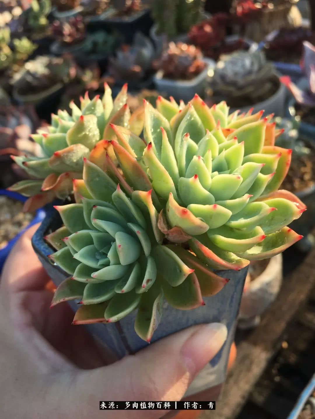 入坑多肉无法自拔,沉迷多肉无法自拔