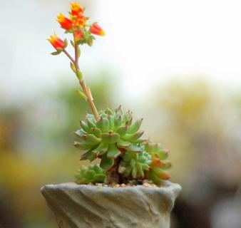 多肉开花前期如何养护,多肉开花没水分