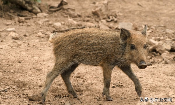 野猪的养殖技术方法有哪些,养殖野猪知识大全