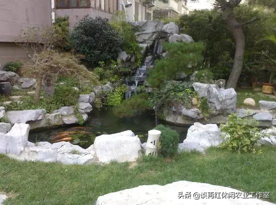 鱼树栽屋前好还是屋后好,阳宅不宜栽什么树