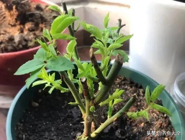 花卉盆栽的造型和修剪技术,盆栽花卉修剪方法