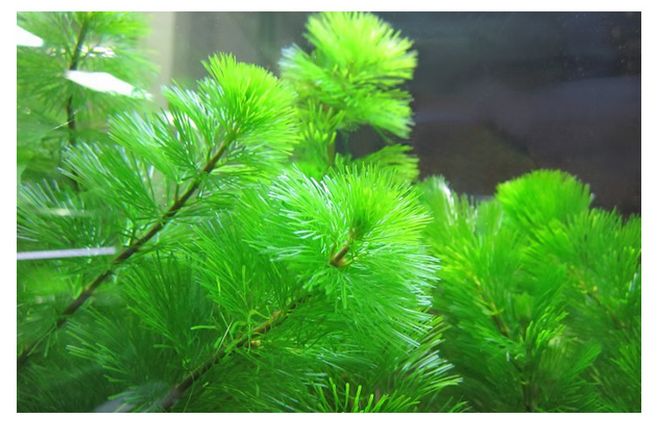 常见中景草,有什么比较好养的中后景草