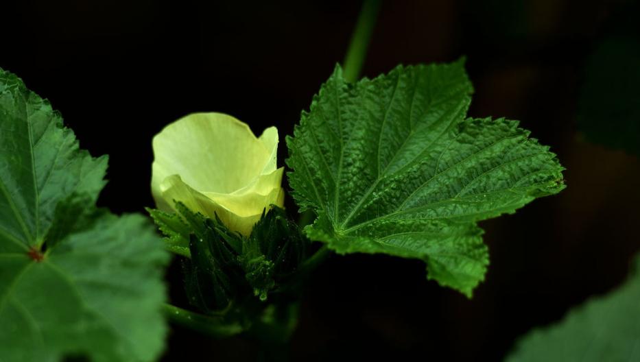 秋葵诗句经典名句,秋葵古诗