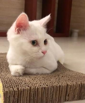 捡到只流浪猫对自己非常好怎么办,十天前捡到流浪猫现在怎么样了