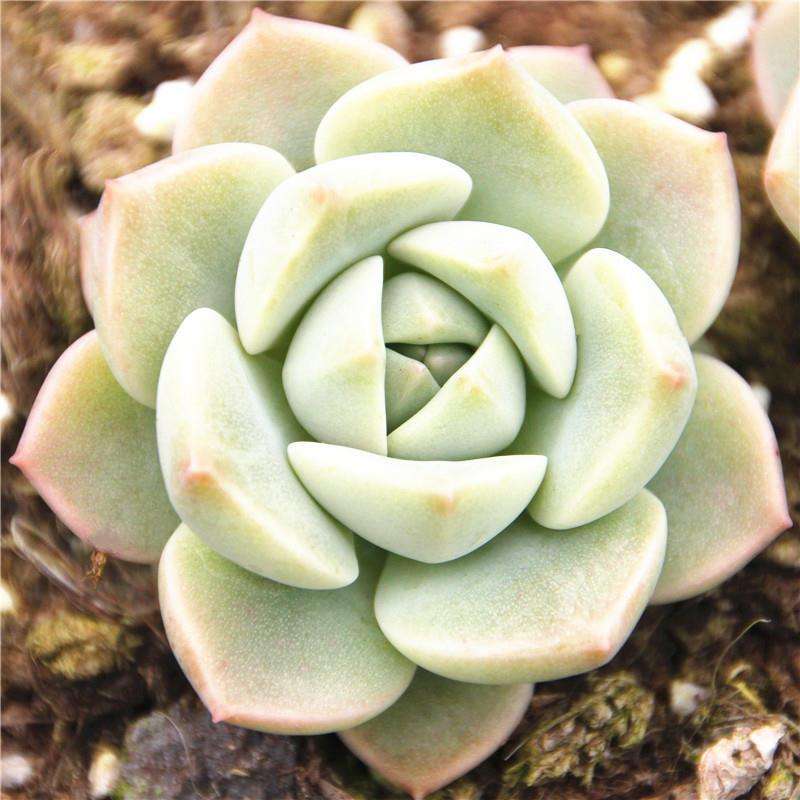 100种室内盆栽花,花卉大全500种盆栽名称