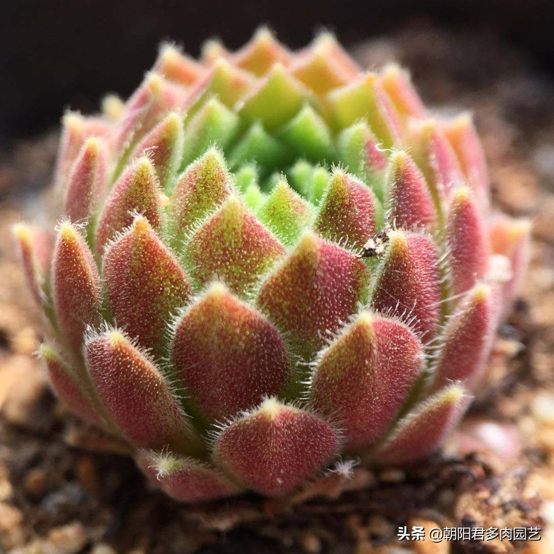 观音莲怎么养才肥,观音莲施肥用什么肥料好