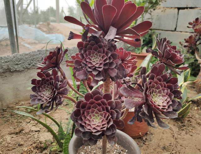 千年老树桩种多肉兰花和石斛,多肉可以养成什么样的树桩