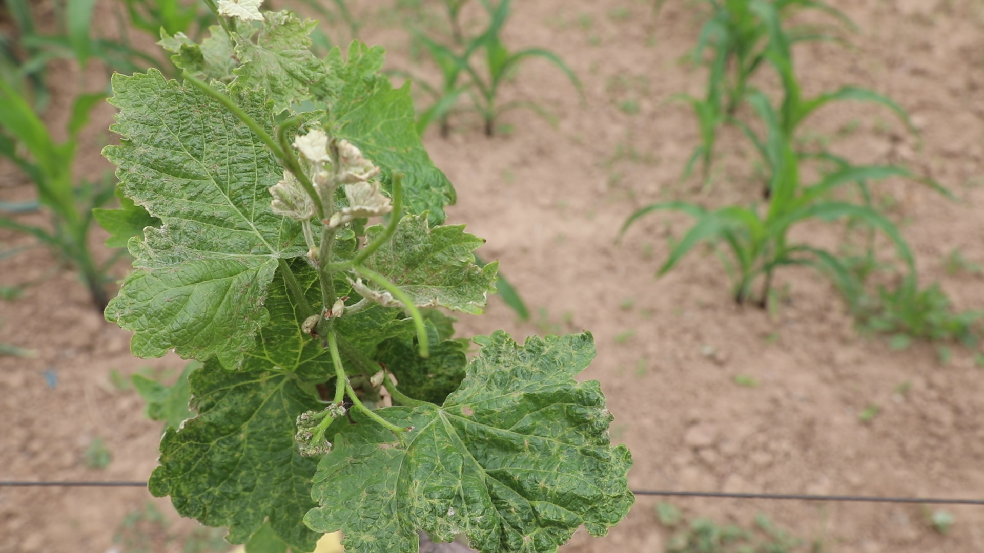 葡萄螨蝽象用什么药,葡萄蓟马绿盲蝽用啥药打