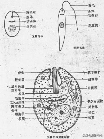 甲硝唑片的说明书用量看不懂,甲硝唑片说明书范文