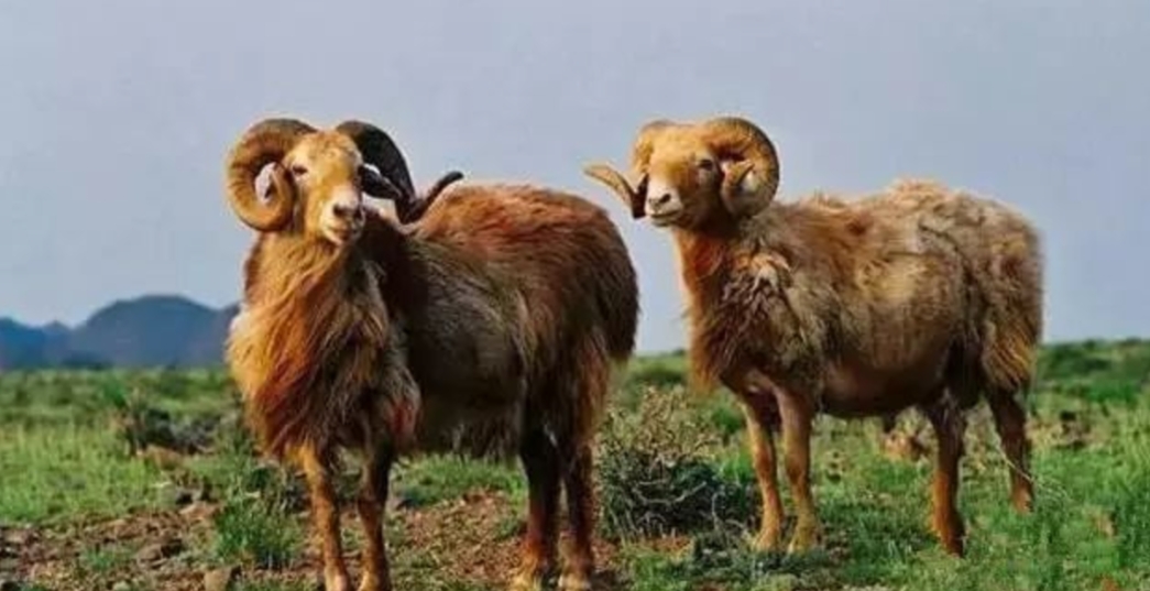 最好吃的羊肉是什么品种羊,正宗新疆羊