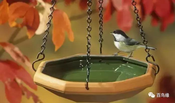 红子鸟饲养与管理,如何判断红子鸟会不会叫