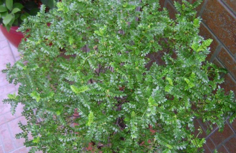 此树自带“香气”,叶子捣成泥是天然面膜,名气不佳1棵仅卖10元