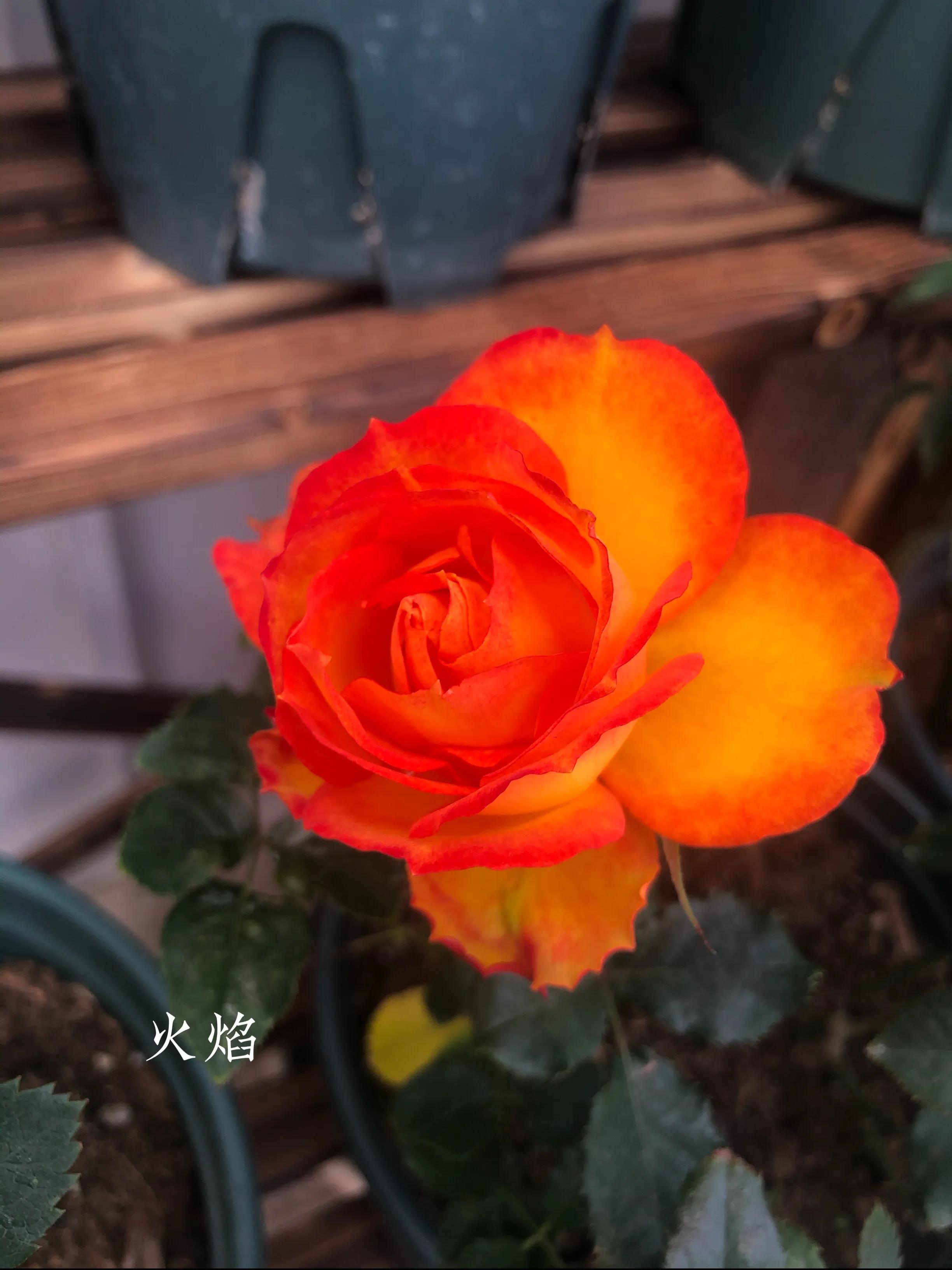 耐晒的藤本月季哪个品种好,哪些月季不适合广东