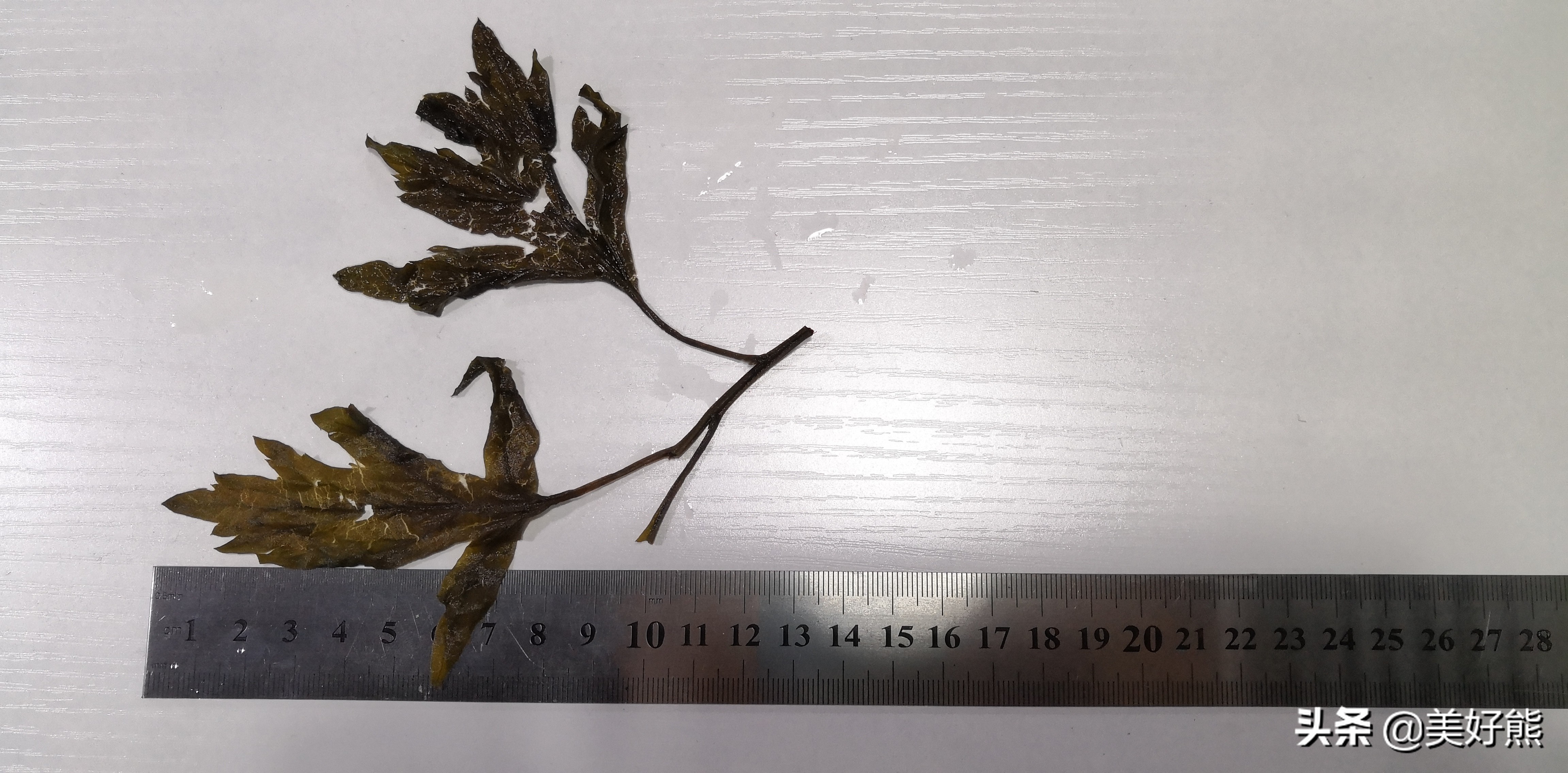 艾叶存放还是做成艾条存放,艾叶好吗