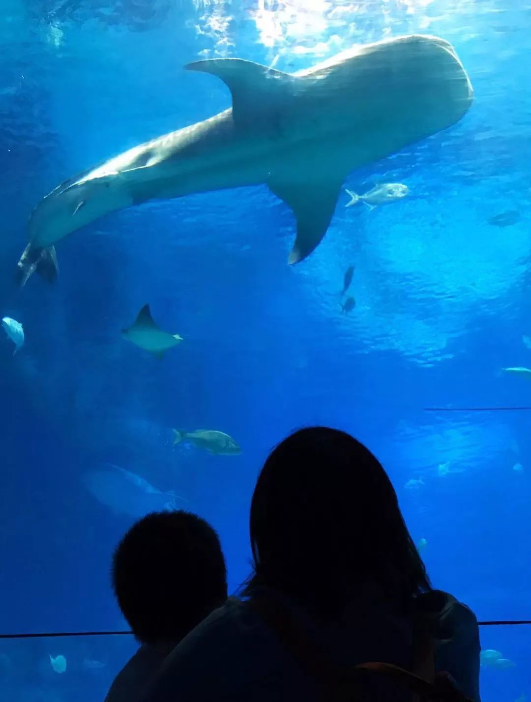 带娃广州长隆2天1夜旅游攻略,带娃自由行长隆旅游攻略