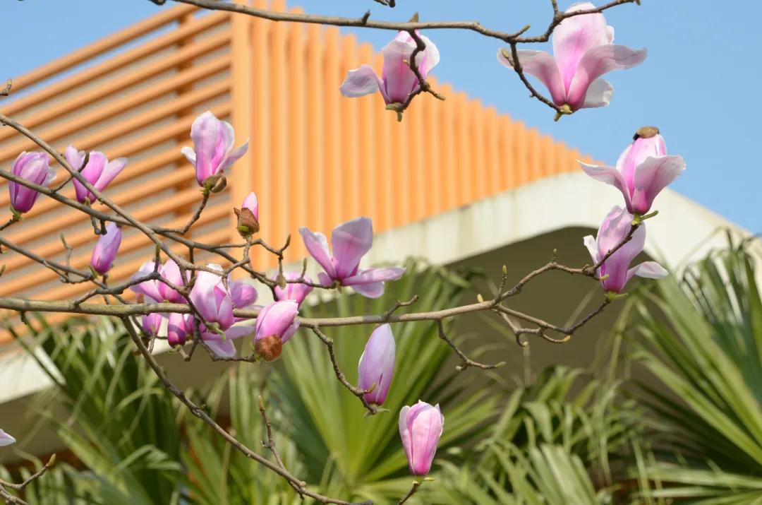 我把德阳市的校园春天寄给你