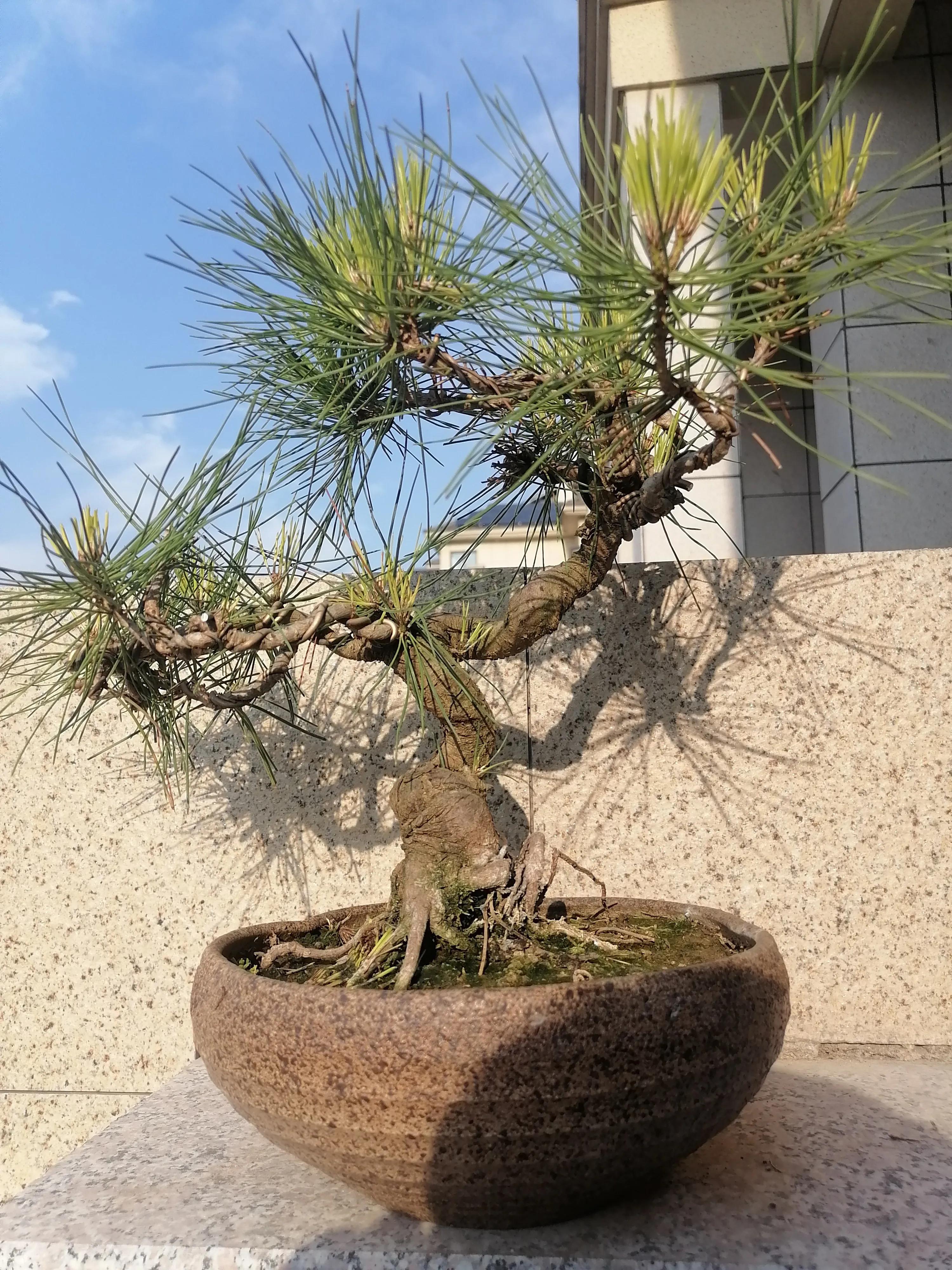 松树公园历险记,小松子历险记