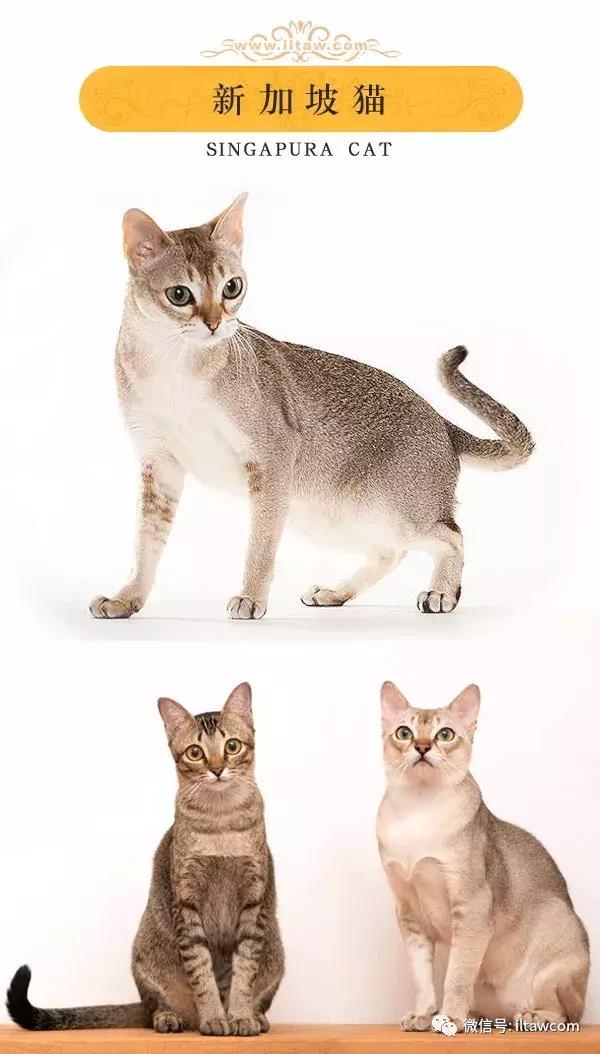 搜猫咪各种图片,世界猫咪图录