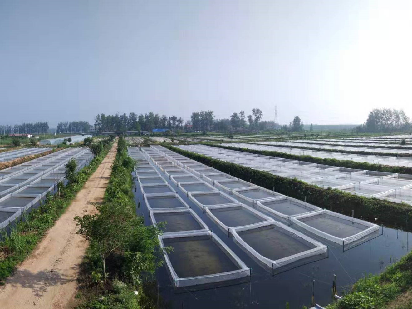 蚂蟥的养殖前景如何,蚂蟥养殖创业