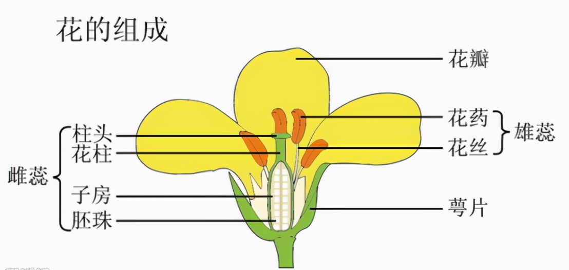 你准备好了吗幼儿版,你的康乃馨准备好了吗