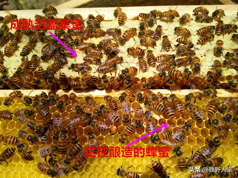 怎么才知道蜜蜂可以取蜂蜜了,蜜蜂什么时候可以取蜂蜜
