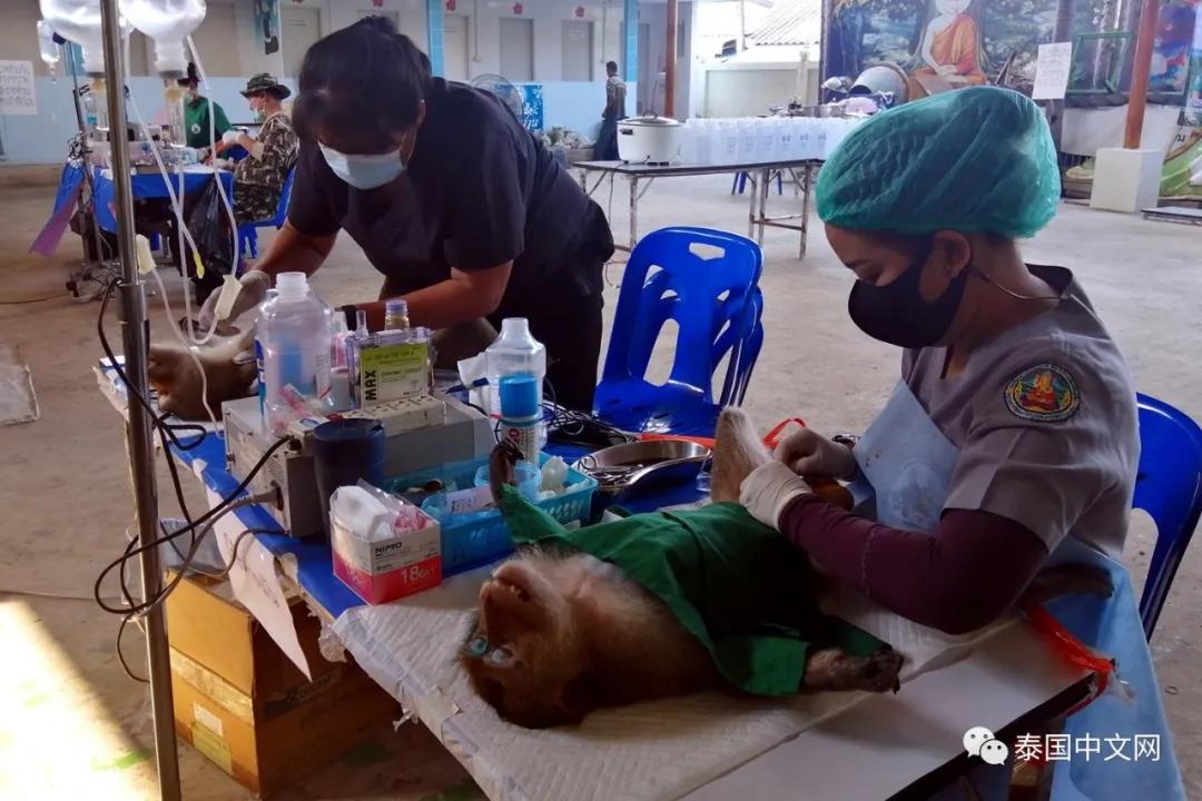 大型阉割现场，泰国猴哥一日之间集体变太监