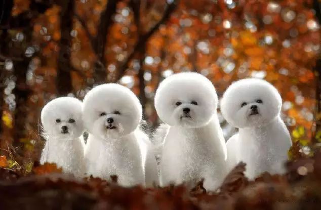 45只名犬排行,45种名犬您都认识吗